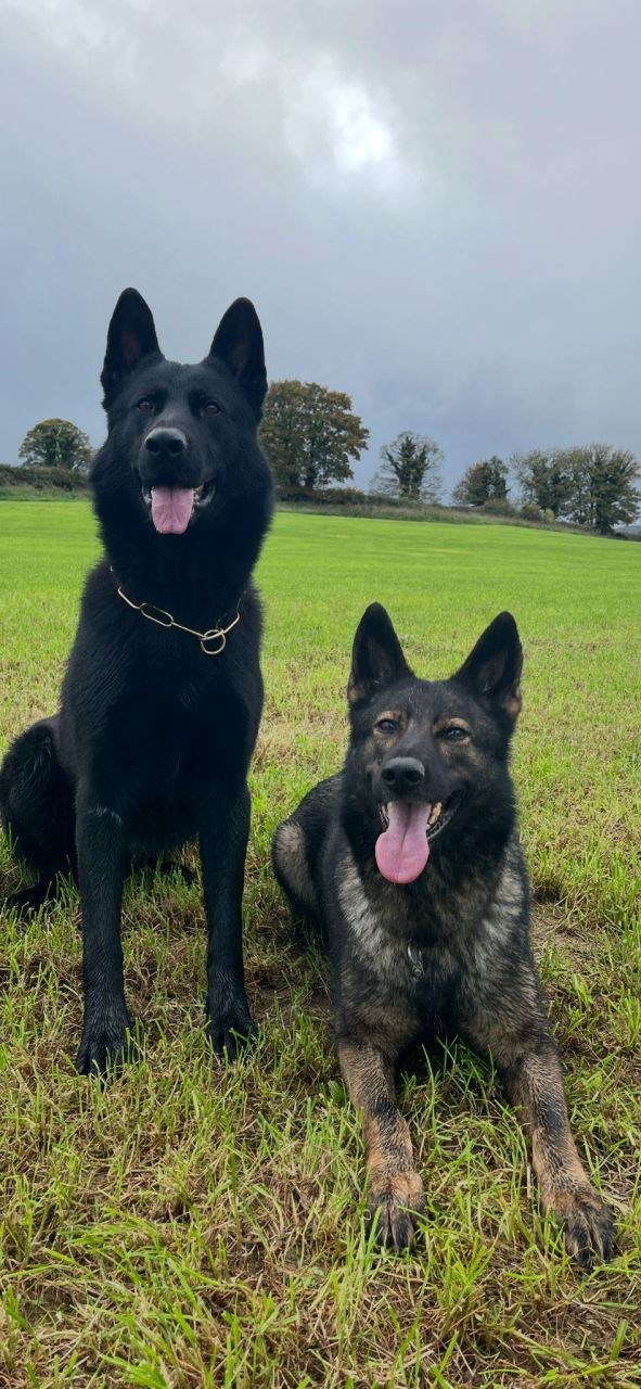 A1 Personal Protection Dogs For Ultimate Security