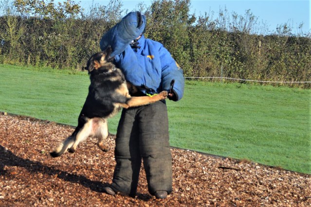 Alsatian guard dogs