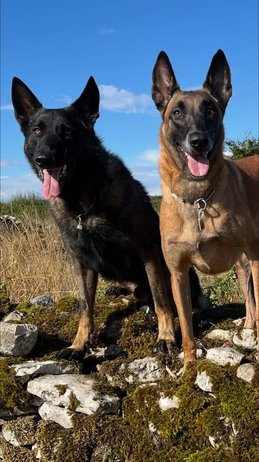 Family protection dog trainers