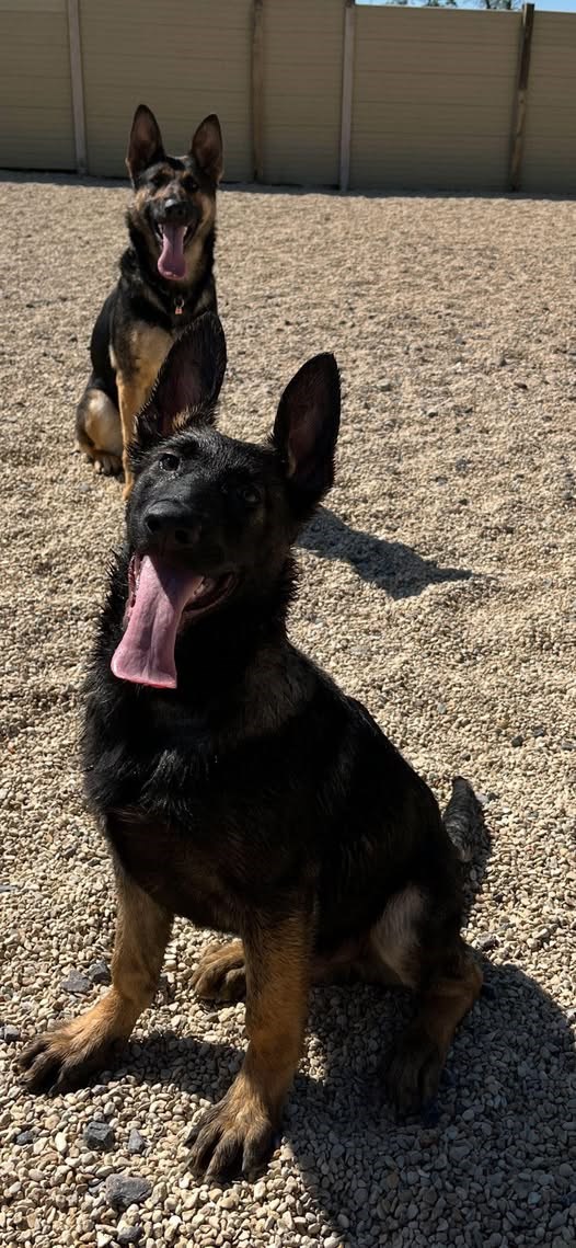 Family protection dog trainers