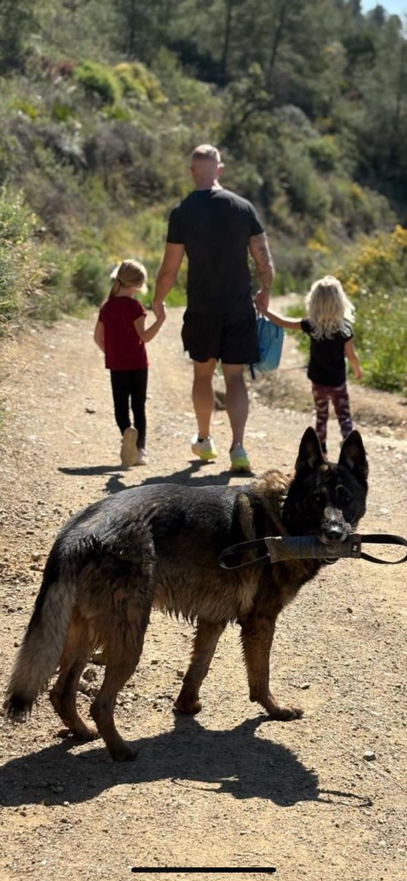 Family protection dogs abroad