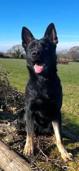 Family protection dogs in Hertfordshire