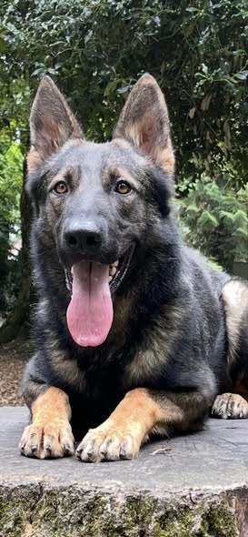 family protection dogs Hertfordshire