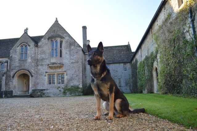 Family protection dogs UK