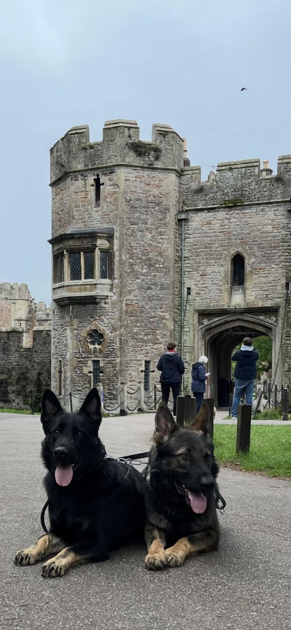 Family protection dogs go everywhere