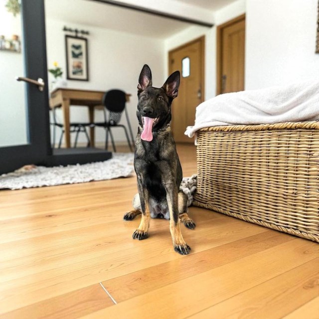 Family protection dogs Wiltshire