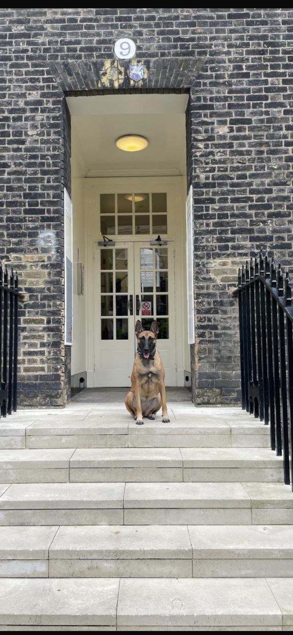 High threat protection dogs