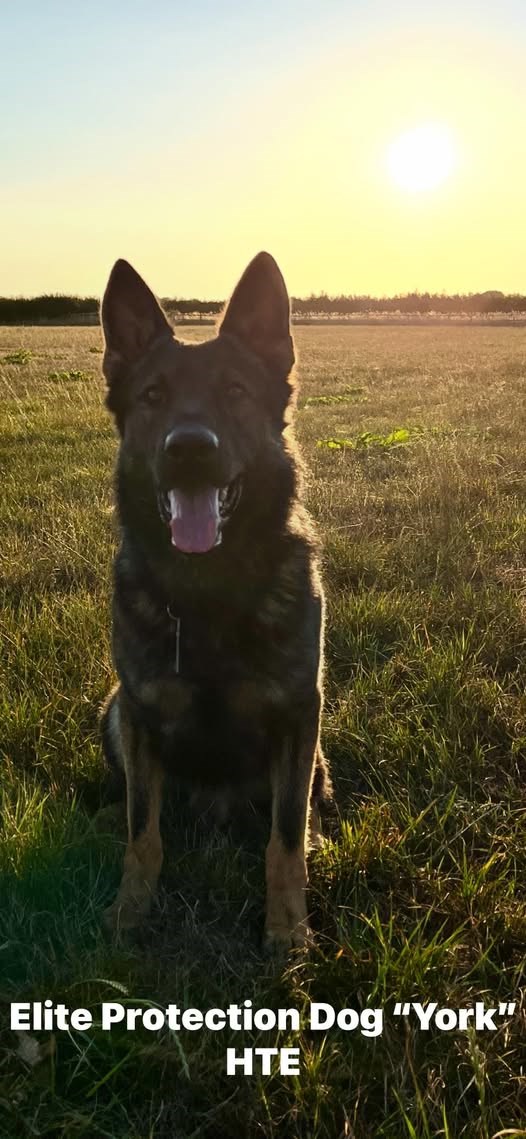 High threat trained dogs