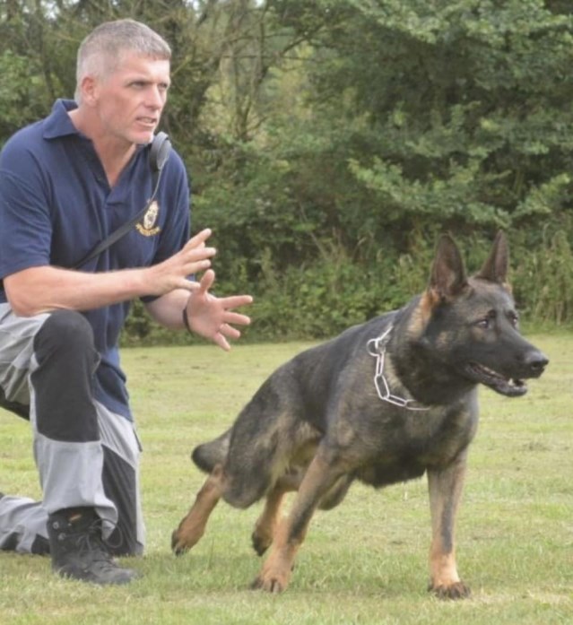 Protection Dogs in training