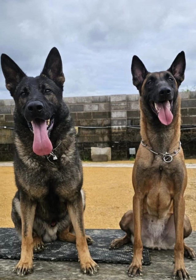 Protection Dogs For Sale 2023-l