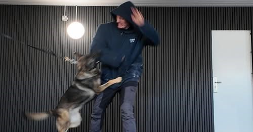 Protection dogs attack training