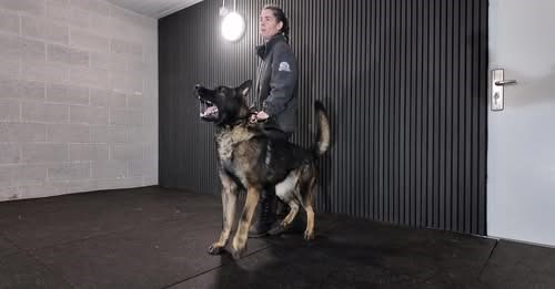 Protection dogs attack training with Sian