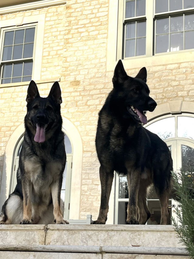 Protection dogs - Give security at home