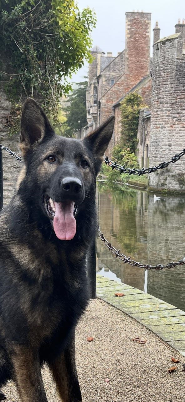 Personal protection dogs for the ultimate security