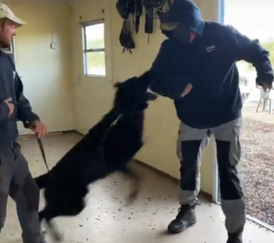 How Protection Dogs Give Security From Attacks
