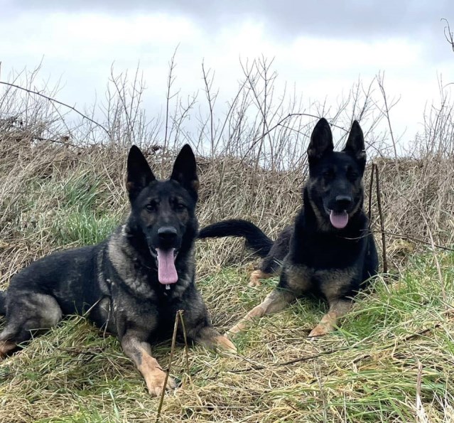 The Power of Guard Dogs Trained For Family Protection