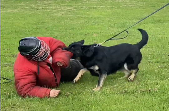 How protection dogs could have saved the day