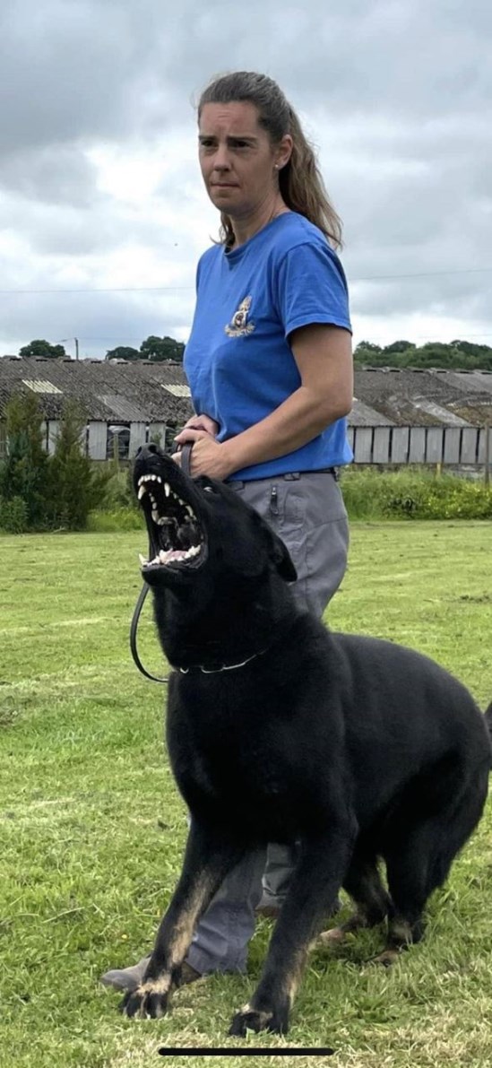 Personal Protection Body Guard Dogs For Sale