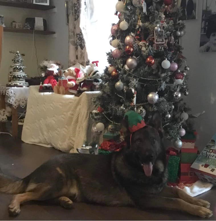 A dog (and a World Cup victory) is not just for Christmas 