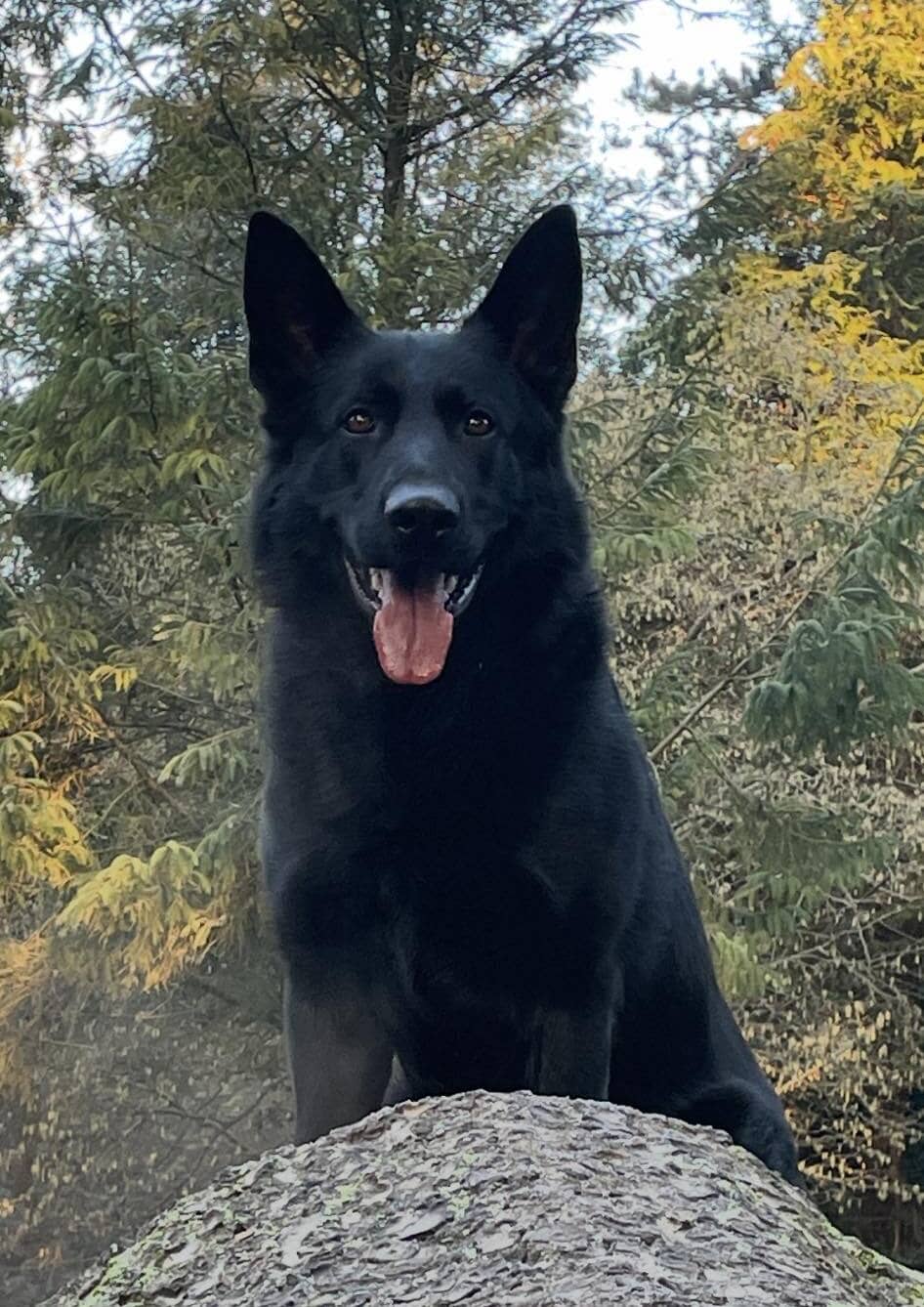 high threat protection guard dogs