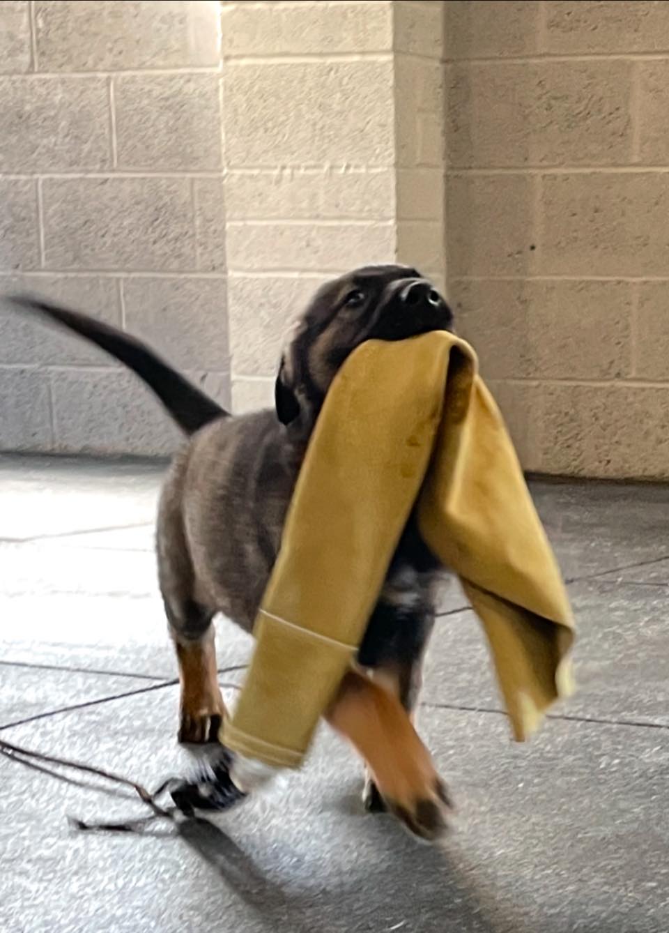 protection puppy training
