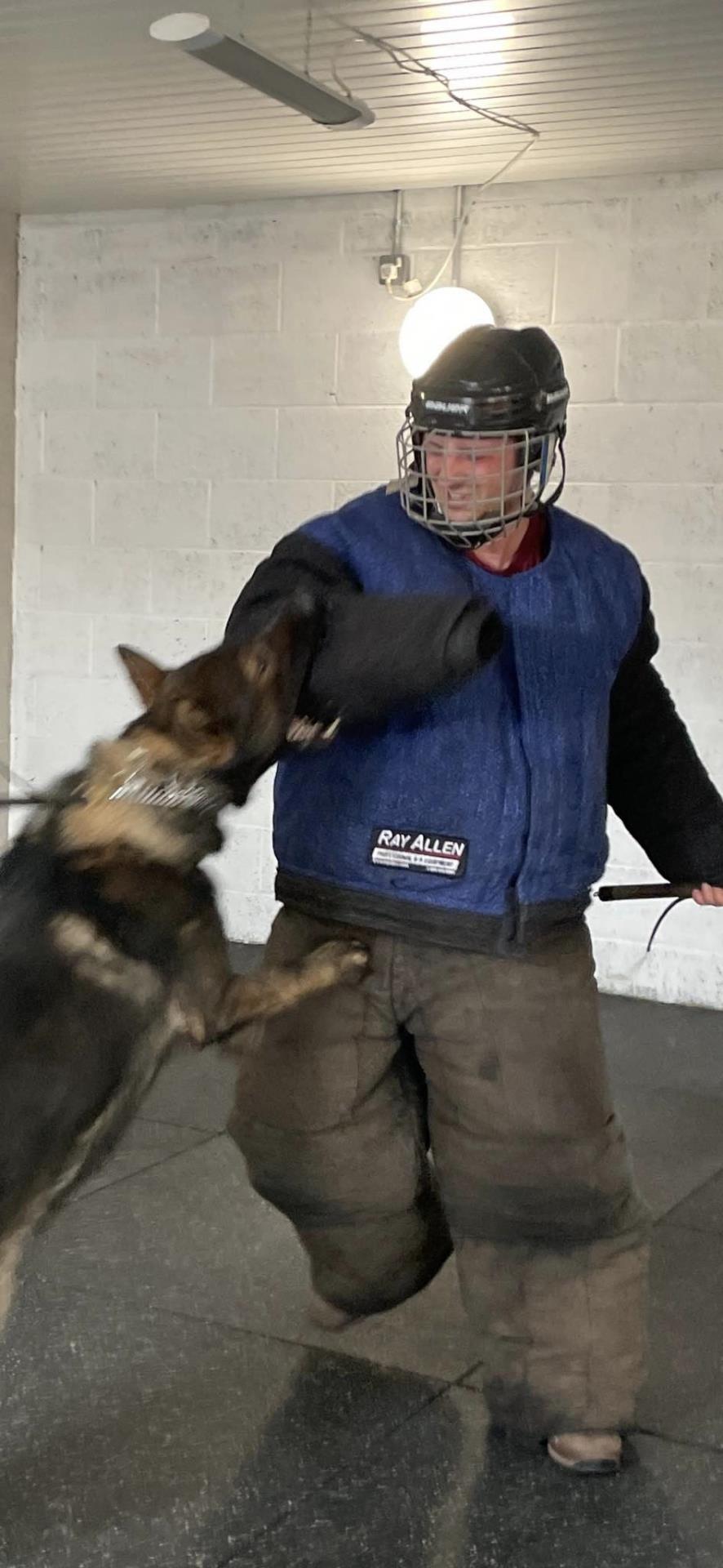 worldwide protection dogs by K9 Protector