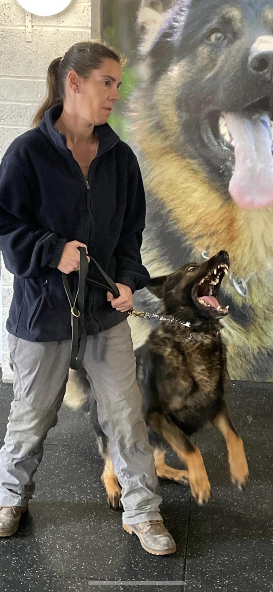 worldwide protection dogs by K9 Protector